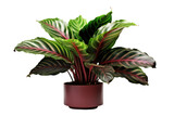 Fototapeta  - Tropical Tranquility: Embracing the Calathea Plant isolated on transparent background