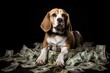 dog sit on cash money isolated