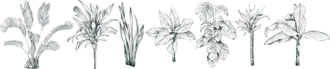 Collection of hand drawn tropical palm trees and plants sketch illustration isolated on white background.