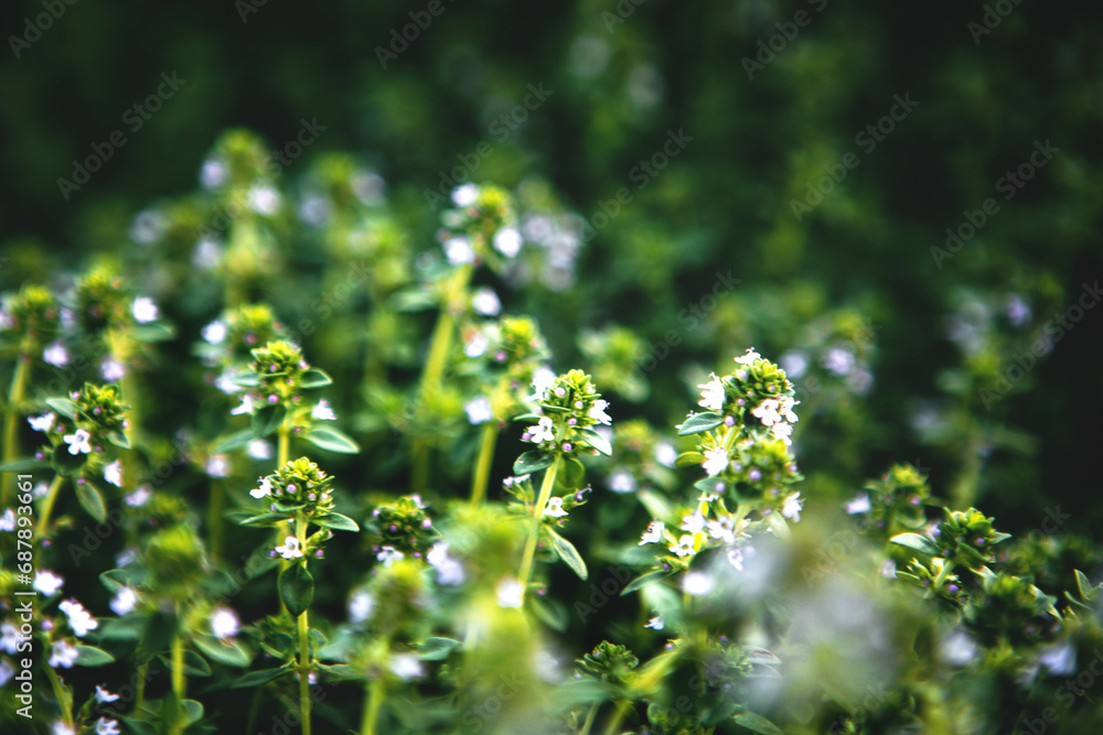Growing Texture Selective soft focused Sweet Basil green plants with flowers growing ...