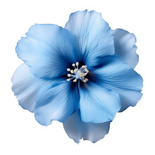 Blue Flower Isolated On Transparent Background