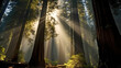 the sun shines through redwood trees with fog, Sunlight through redwood forest with tall trees.  a serene forest scene with sunlight filtering through the foliage, 