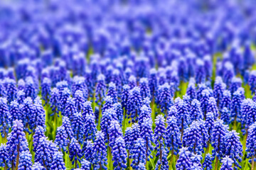 Sticker - hyacinth flowers in the spring garden