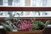Fir Branches And Flowers  In Flowerpots In Snow On Balcony
