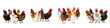 Group of various chickens, isolated on a transparent background, PNG file
