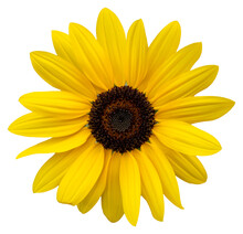 A Yellow Flower, Like A Sunflower. Isolate A Large Flower With Clipping Path. Taipei Chrysanthemum Exhibition.
