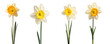 Yellow and white daffodil, spring flowers, isolated or white background