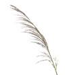 Cane, reed seeds isolated on white background, clipping path