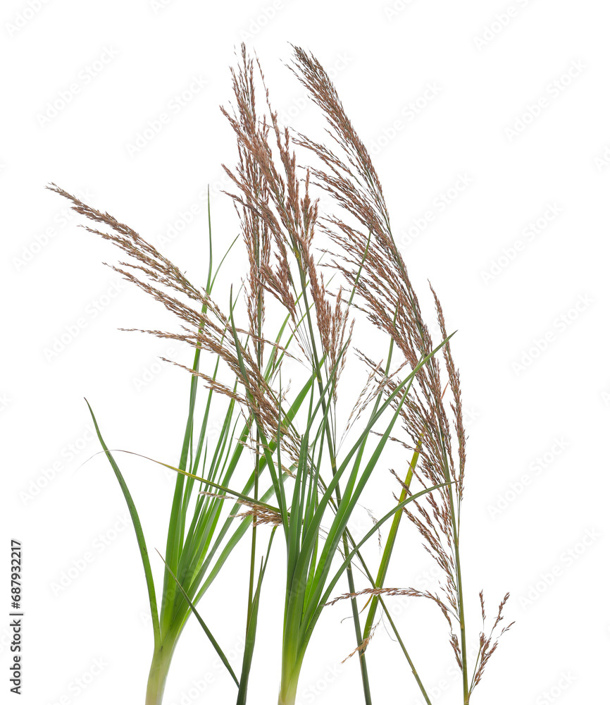 Cane, reed seeds and green grass isolated on white background, clipping ...