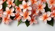 Colorful Orange Pink Flowers White Frangipani, HD, Background Wallpaper, Desktop Wallpaper