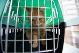 Fototapeta Zwierzęta - Young red cat is in a cat carrier, indoor shot. Stressed cat is trying to get out of the cage. Moving with pets