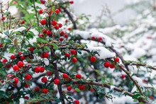 Photo Of Winter Nature. Cotoneaster Bush With Bright Red Berries, Green Leaves Covered With White Snow.