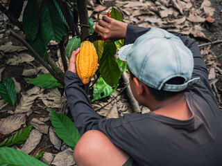 Sticker - Cocoa farmer use pruning shears to cut the cocoa pods or fruit ripe yellow cacao from the cacao tree. Harvest the agricultural cocoa business produces.