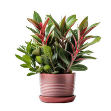 Red Pot With ZZ Plant Isolated On Transparent Or White Background, PNG