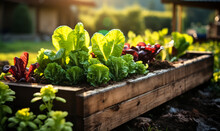 Lush Vegetable Garden In Raised Wooden Bed With Vibrant Green Lettuce And Red Chard Basking In The Golden Sunlight, Symbolizing Organic Growth And Sustainable Gardening