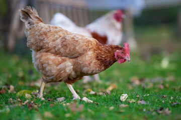 Wall Mural - Chicken and rooster free range in garden