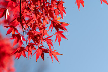 Wall Mural - beautiful maple leaves on the tree in autumn season.