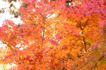 Wall Mural - beautiful maple leaves on the tree in autumn season.