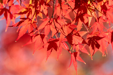 Wall Mural - beautiful maple leaves on the tree in autumn season.