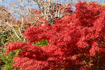 Wall Mural - beautiful maple leaves on the tree in autumn season.