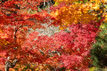 Wall Mural - beautiful maple leaves on the tree in autumn season.