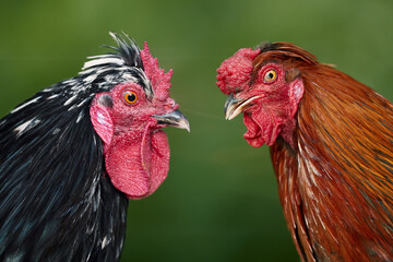 Sticker - Two roosters headshot isolated on blurred garden background