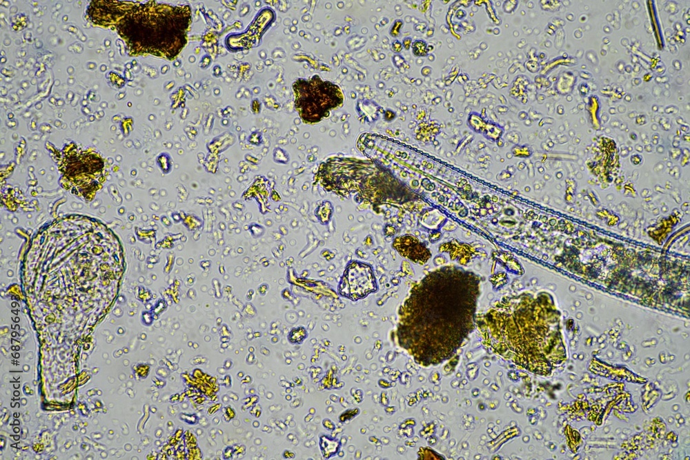 microorganisms and soil biology, with nematodes and fungi under the ...