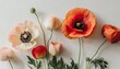 peach and red poppy flowers on white background minimal stylish still life floral composition