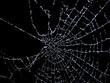 © mangomarey - White Spider web with dew drops on black background