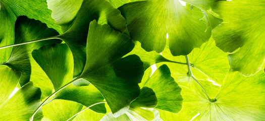 Poster - the background from fresh green Ginkgo biloba leaves