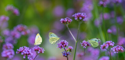 Poster - butterflies on flowers close up in the garden