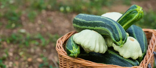 Wall Mural - pattypan, white squash, Cucurbita pepo and zucchini in a basket in the garden