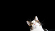 creepy looking cat with big eyes poking its head up from the bottom of the image, plain dark black background with lots of empty text space