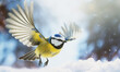 Macro of a flying blue tit bird in a snowy winter forest, blurred background