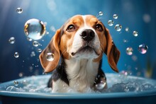 A Cute Beagle Dog Puppy Taking A Bubble Bath. Soap Bubbles. Pet. Animal. Blue Background.