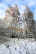 Zimowy krajobraz brzozy pokryte śniegiem 
