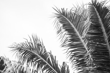 Naklejka na meble tropical palm tree Costa Rica