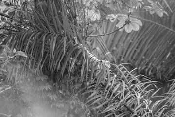 Naklejka na meble black and white, nature, close-up, jungle, different, unique
