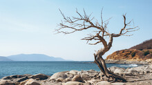 A Dry Tree On The Shore Of A Sea