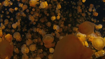 Wall Mural - Lake with lots of jellyfish at night. Night underwater view of the jellyfish lake in Raja Ampat, Misool, West Papua in Indonesia