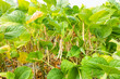 © BINGJHEN - Close-up of adzuki pods growing in the farmland of Wandan, Pingtung, Taiwan.