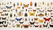 a group of colorful insects arranged in an artistic pattern on a pristine white canvas. The detailed patterns and vivid colors create a visually stunning masterpiece.