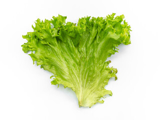 Wall Mural - Green salad leaves. Salad isolated on white background. Lettuce leaves for making a hamburger.