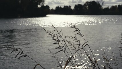 Wall Mural - Grass growing on levee of sacramento river with sun reflecting on water in slow motion 