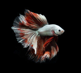 Wall Mural - Halfmoon Betta fighting fish in Thailand on isolated black background. The moving moment beautiful of red Siamese betta fish with copy space..