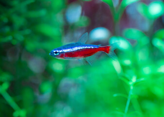 Cardinal Tetra Fish Swimming In Water. Cardinal Tetra Fish Swimming In Water..