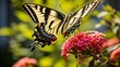 A lovely papilio machaon butterfly collecting nectar from the flower