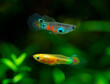 Poecilia reticulata hybrid in aquarium. Guppy Multi Colored Fish in a Tropical Acquarium.Emerald gold endler