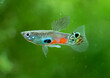 Poecilia reticulata hybrid in aquarium. Guppy Multi Colored Fish in a Tropical Acquarium.Emerald gold endler.Rainbow guppy population.Rainbow guppy population.