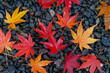 Autumn background with multicolored maple leaves on the ground,Japan..